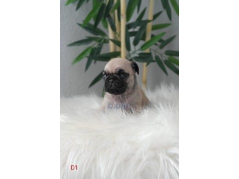 Yavru pug mops köpekler