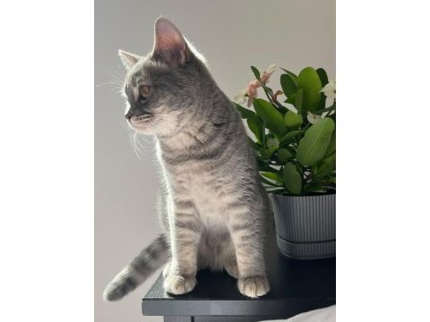 Pişu british shorthair kızımız