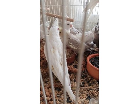 1.5 aylık 5 aylık arası yavru kuşlar