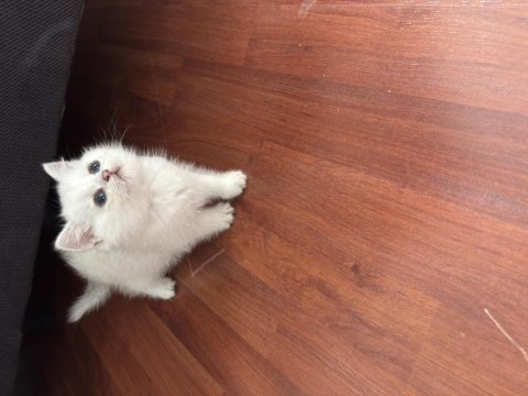 British shorthair silver