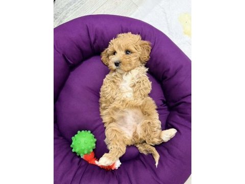 Podell_ankara sizin için seçtiği özel yavru köpekler