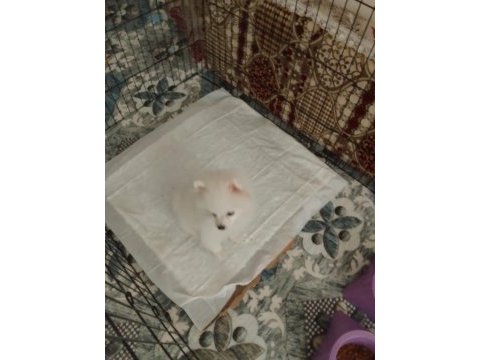 Ücretli sahiplendirme pomeranian boo
