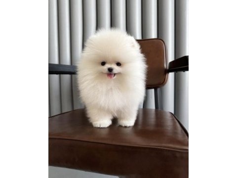 Beyaz lokum pomeranian yavrumuz