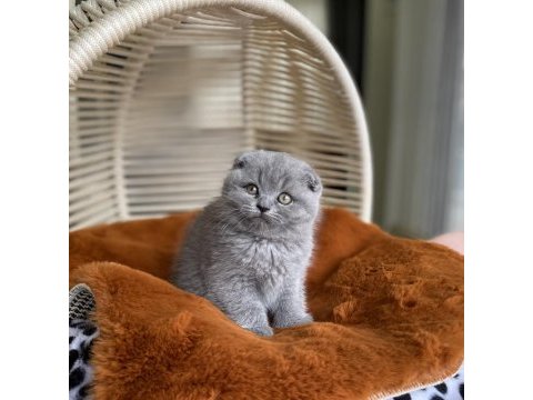 Ayı surat mükemmel kalitede lilac scottish fold bebeğimiz