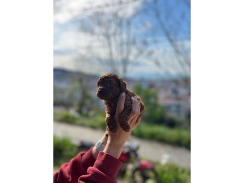 Erkek toy poodle
