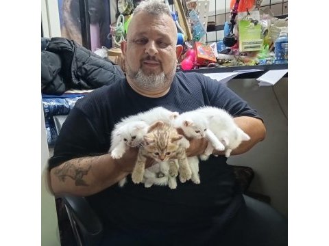 Teslime hazır iran kedisi yavrular