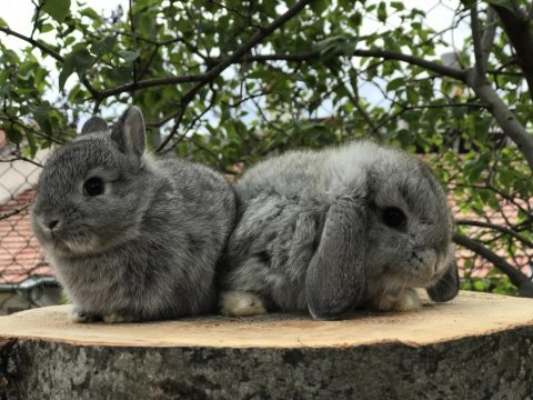 Orjinal safkan cüce ve mini lop tavşanı bebeklerimiz