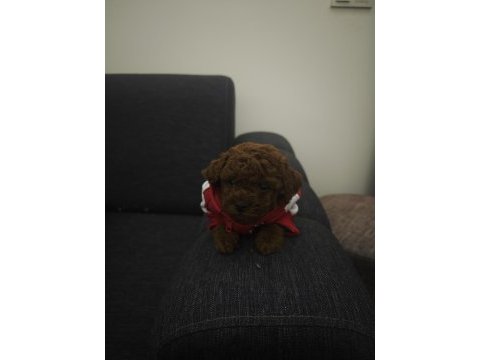 Dark kore poodle