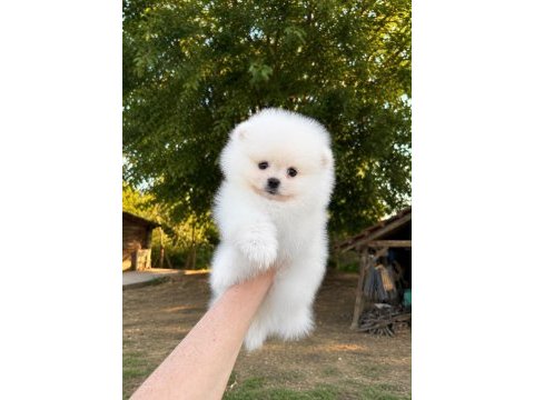Sağlık ve ırk garantili pomeranian köpeği