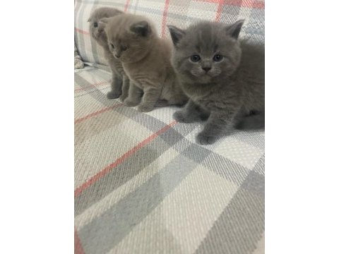 40 günlük safkan a kalite british shorthair yavrular
