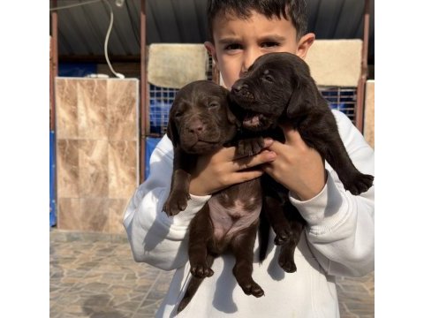 Labrador redriever sevimli yavrular
