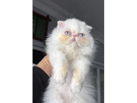 İran persian (mükemmel kalite)