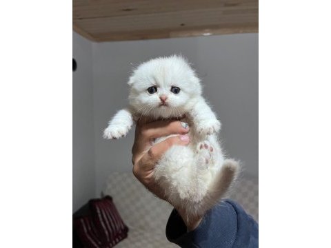 Scottish fold silver point yavrular