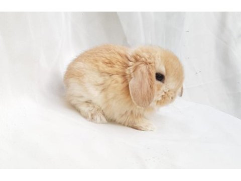 Mini lop tavşan bebeklerimiz