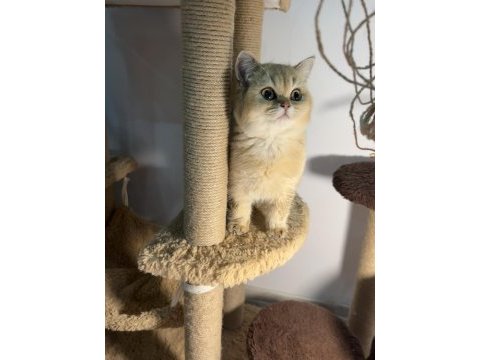 Mükemmel golden british shorthair yavrularım