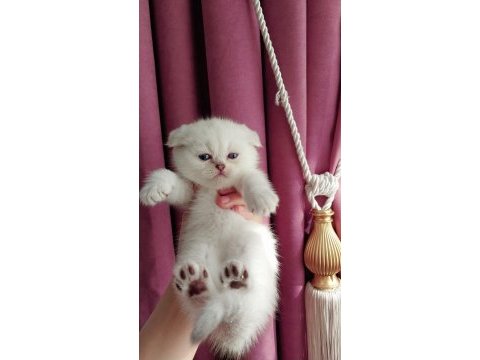 Teslime hazır dişi scottish fold yavrumuz