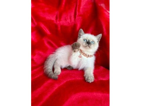 55 günlük dişi ve erkek british shorthair yavrular