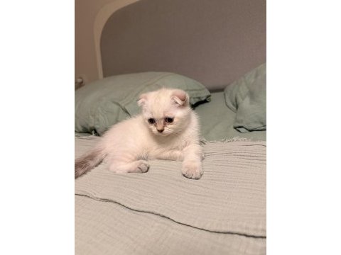 Uyguna scottish fold
