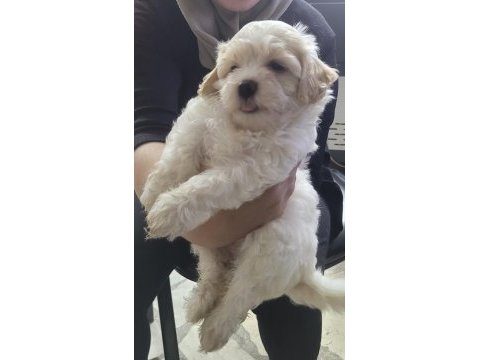 Erkek yavru maltese terrier