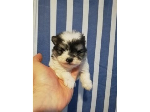 3 aylık pomeranian köpekler