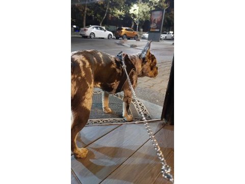 9 aylık dişi french bulldog tiger desenli aşıları tam