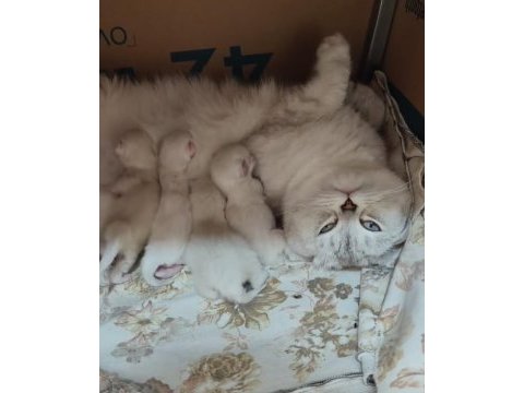 Bebek kediler ve malzemeleri ile birlikte sahiplendirilecek