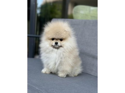 Turuncu pomeranian boo dişi