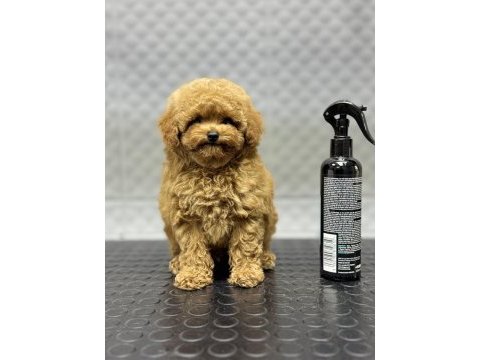 Kore erkek bebek yüzlü poodle yavrumuz