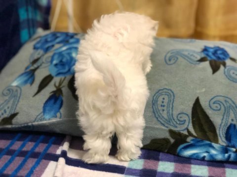 Maltese terrier yavrularımız canlı görerek alabilirsiniz