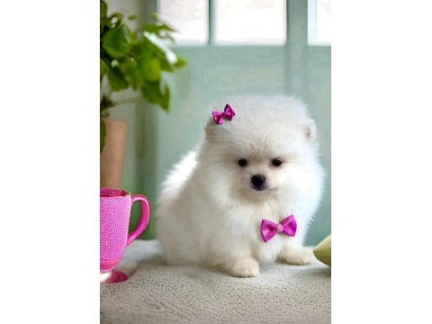 Beyaz renk 2 aylık pomeranian boo dişi yavru