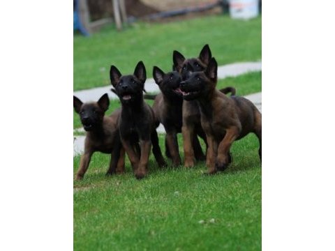 Belçika malinois yavruları 