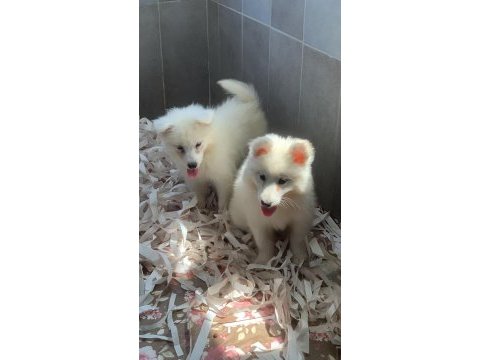 Bembeyaz güzellik safkan samoyed yavrusu