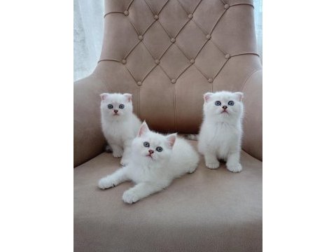 Harika scottish fold yavrularımız