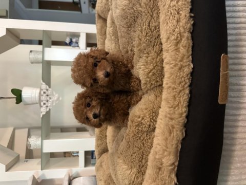 Orjinal toy poodle