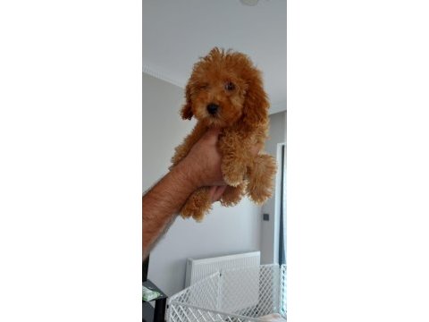 Toy poodle 2 aylık