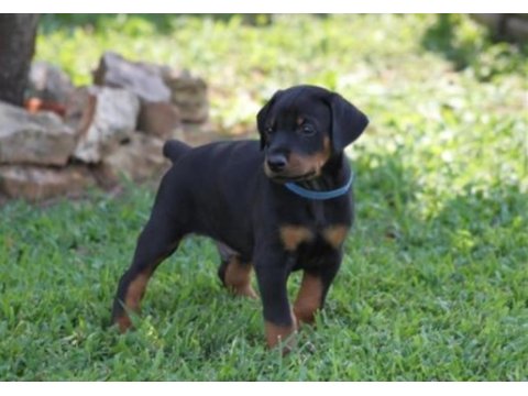 Eğitimli doberman yavrular