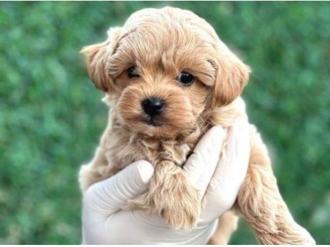 Nadir güzellik yeni ailesini arıyor maltipoo