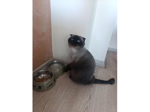 Scottish fold maviş için yeni ev
