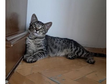 İki minik kardeş kedimiz yuva arıyor