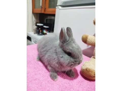 Safkan hollanda cüce tavşan (netherland dwarf)