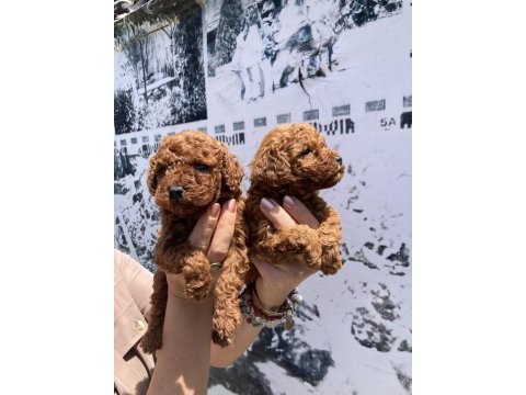 En koyusundan en güzelinden toy poodle minnoşlar