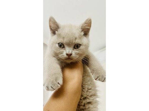 Detaylı bilgi için arayın british shorthair