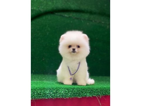 Blacks petshop garantisiyle pomeranian boo yavrularımız
