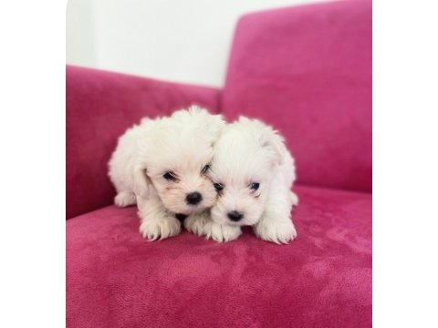 Sıfır numara maltese bebekler