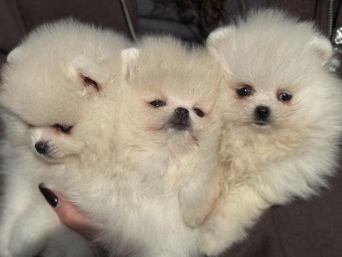 Ankaranın en elit pomeranian ları ziyarete açık