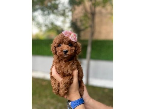 Safkan orjinal kore poodle kurabiye yavruları