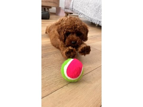 Dişi toy poodle sahiplendirme (ücretli)