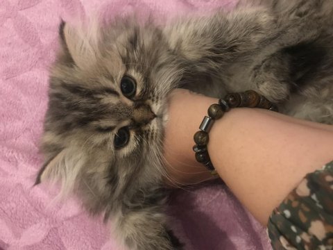 British longhair bebeğim yeni yuvası için hazır