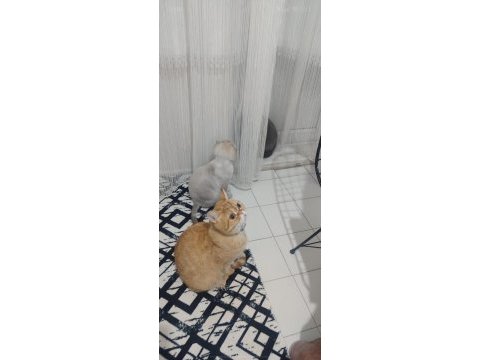 Kedimize ücretsiz sadece mutlu olabileceği bir yuva arıyoruz