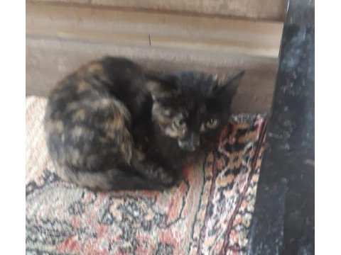 3 aylık minikler yuva arıyor tekir
